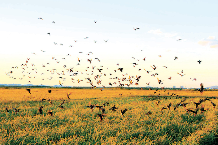 饶河县稻浪飘香万鸟齐飞.png 饶河县稻浪飘香万鸟齐飞.png