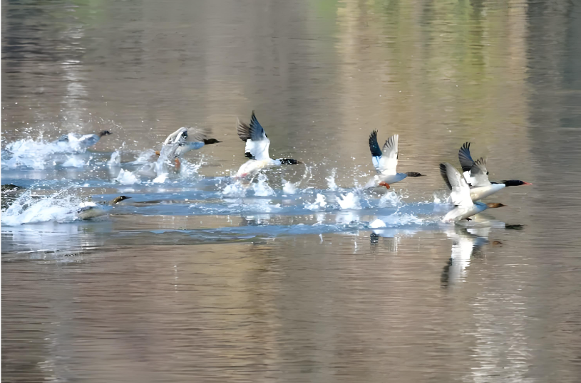 中华秋沙鸭.png 中华秋沙鸭.png