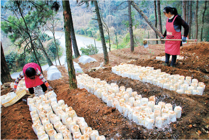 林下菌菇种植现场.png 林下菌菇种植现场.png