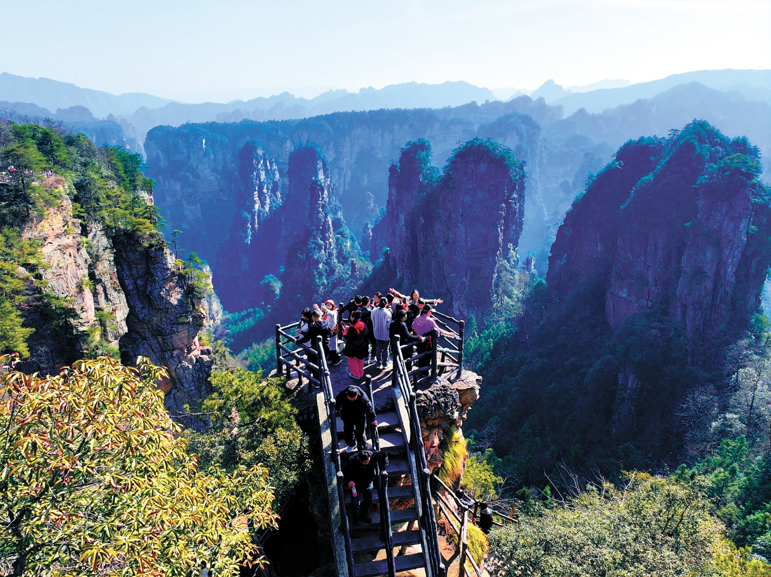 张家界国家森林公园内梅花正盛,奇.jpg 张家界国家森林公园内梅花正盛,奇.jpg