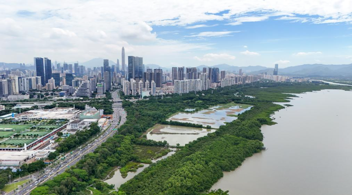 2025年8月,深圳福田红树林.png 2025年8月,深圳福田红树林.png