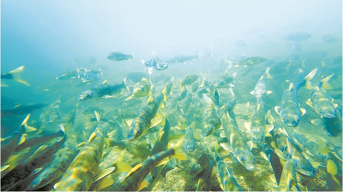 青海湖裸鲤 青.png