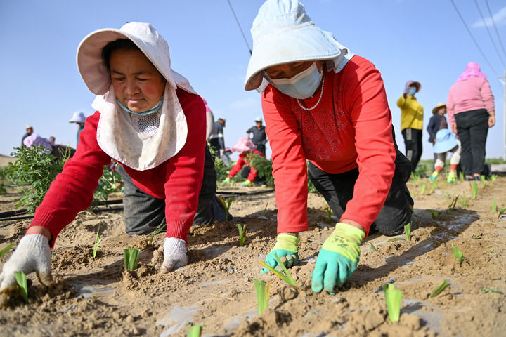 在新疆和田地区于田县万花园防沙治沙示范区，当地村民在栽种射干.jpg