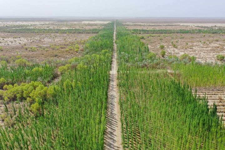 这是新疆喀什地区麦盖提县防风固沙生态林（4月1.jpg