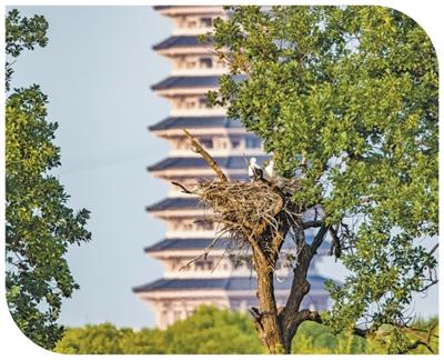 野生鸟类在黑瞎子岛国家.jpg