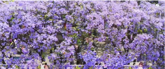 眼下，云南昆明的蓝花楹进入了盛花期。.png