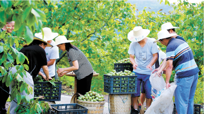广元市朝天区核桃喜获丰收.png 广元市朝天区核桃喜获丰收.png