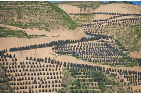 甘肃环县沙地植树治沙成效显著。.png 甘肃环县沙地植树治沙成效显著。.png